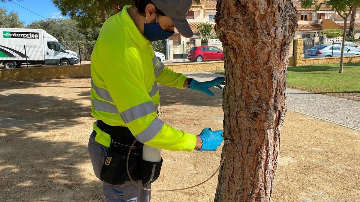 El Campello inicia el tratamiento contra la procesionaria de los pinos