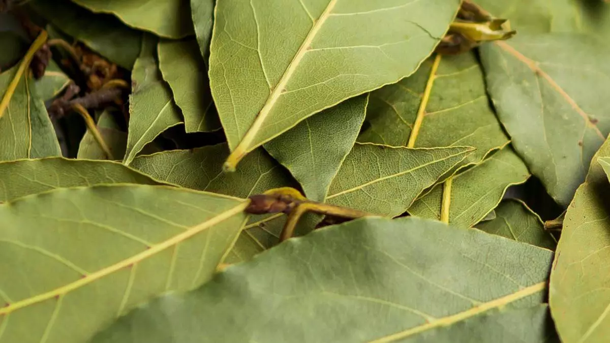 El truco de la hoja de laurel en el radiador que miles de personas están poniendo en práctica desde ya