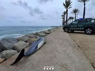 Encuentran un delfín listado muerto en la playa de Ponent de Mataró