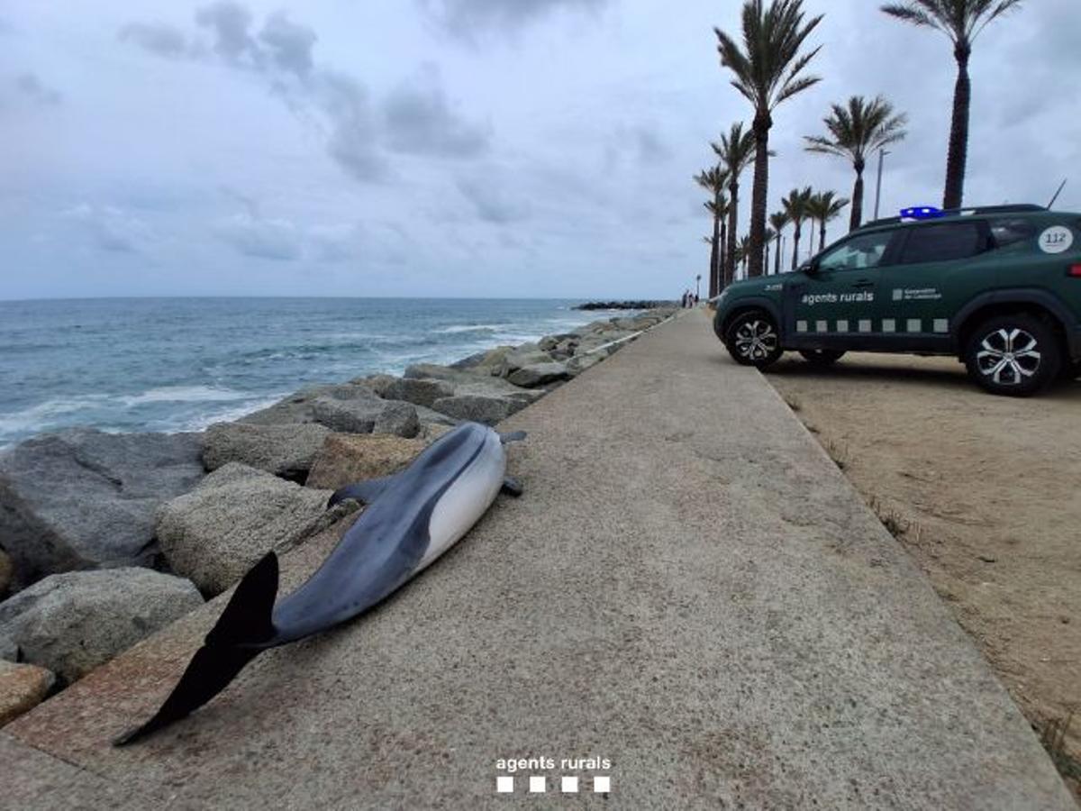 El delfín listado hembra muerto en la playa de Ponent de Mataró