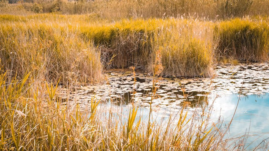 Un projecte únic per recuperar el nenúfar blanc i preservar la biodiversitat