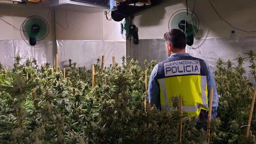 La Policía Nacional desmantela una plantación indoor en un lujoso chalet de Les Rotes de Dénia