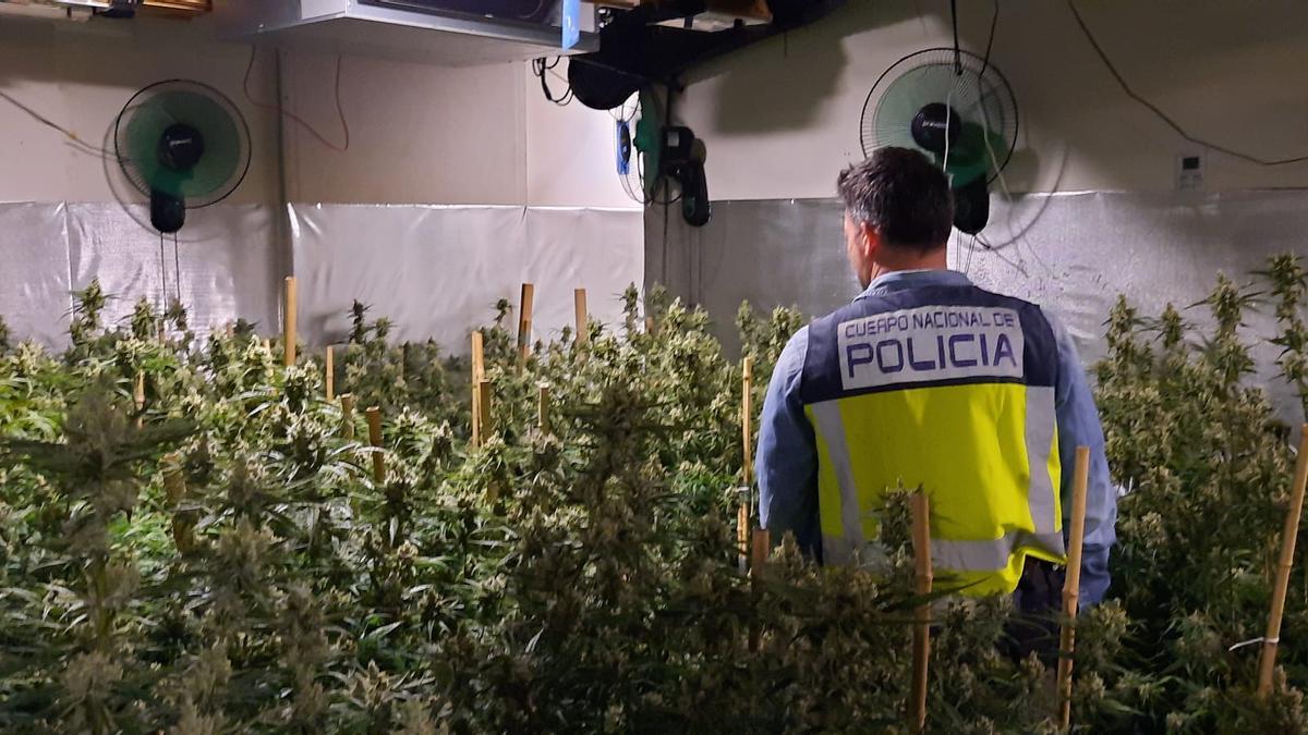 La plantación se encontraba en el interior de un chalet de lujo de Les Rotes