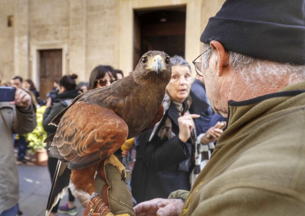 Perros, gatos y hasta un halcón y una lechuza en el regreso de las 'Beneïdes' a Palma