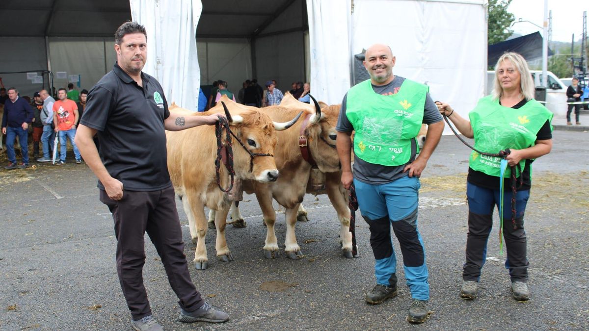 Así es Llangréu Nautral, la feria de las razas autóctonas asturianas que se celebra en pleno centro de Langreo