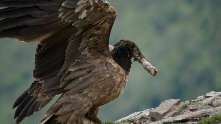 El número de quebrantahuesos reproductores se dobla en Aragón en veinte años