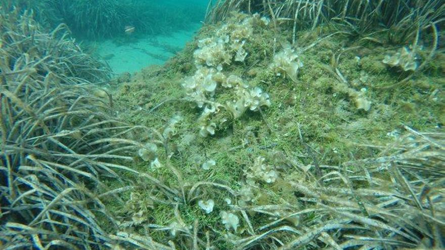 L&#039;espècie Caulerpa cylindracea, l&#039;alga que s&#039;ha localitzat al Parc Natural del Cap de Creus