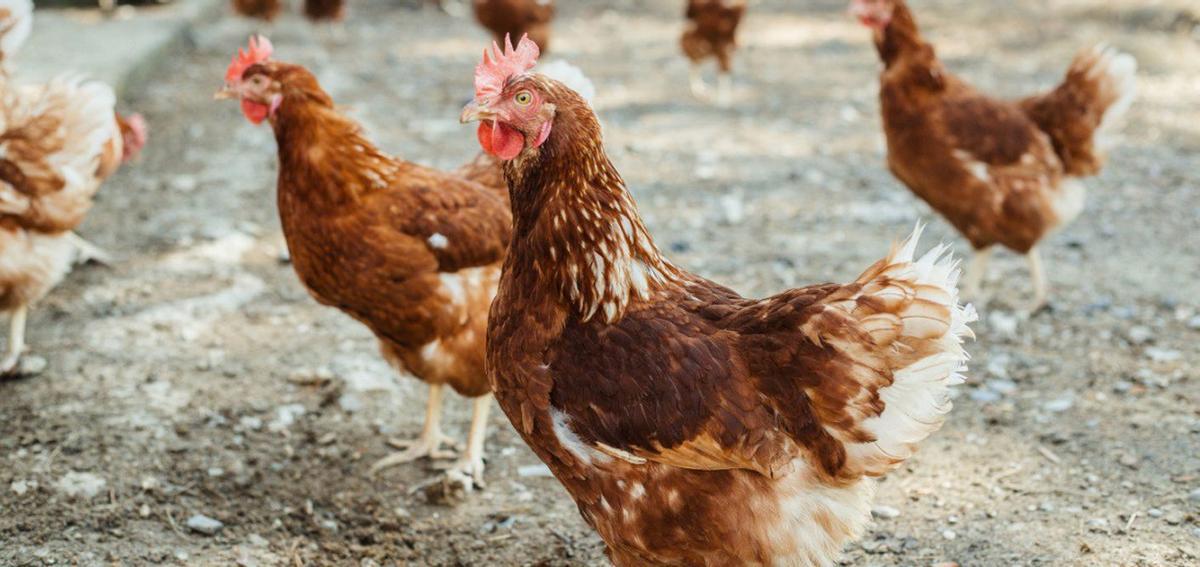 Final parcial al confinament d’aus de corral per la grip aviària