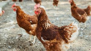 Final parcial al confinament d’aus de corral per la grip aviària