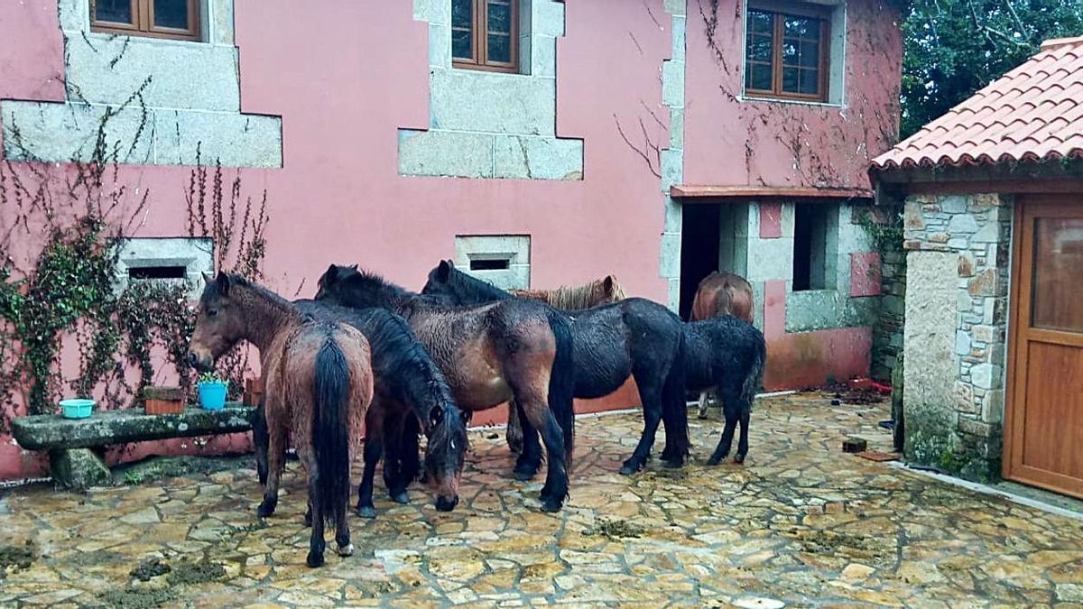 Las seis reses de Rapa das Bestas capturadas en Forcarei han sido enviadas al refugio de Sabucedo.