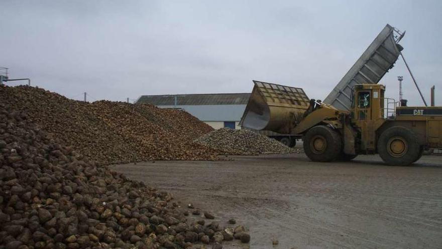 Llegada de la remolacha a la planta de Toro el pasado año.