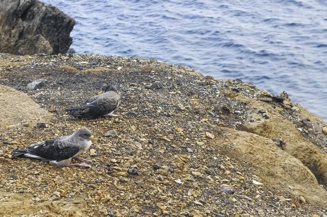 SUELTA DE POLLOS DE PARDELA