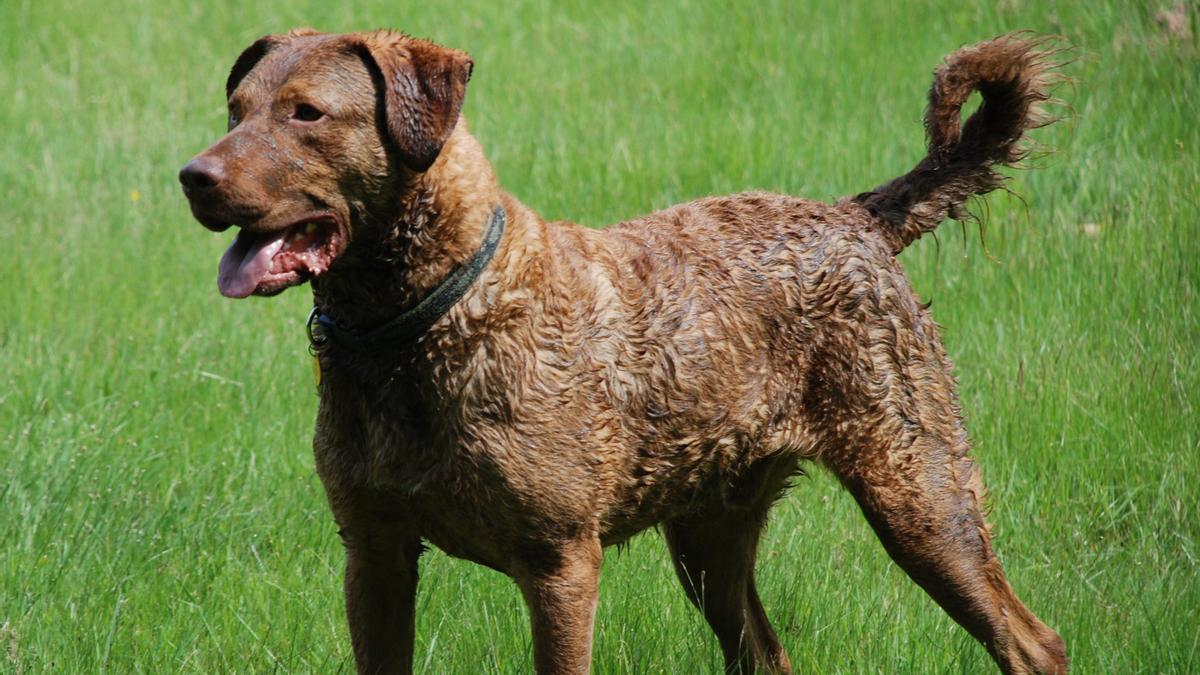 Retriever de Chesapeake: una de las razas de perros de caza más populares en España