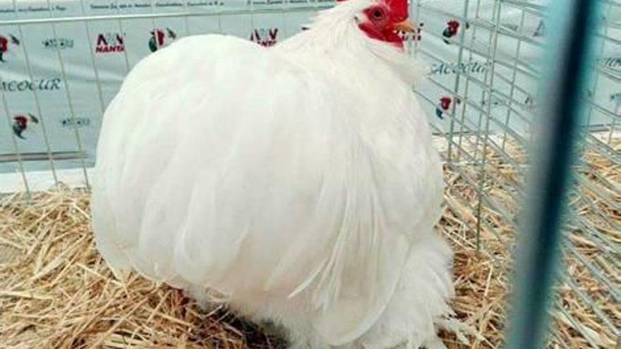 el podium del certamen miss gallina 2016, celebrado en Requena, ha contado con dos ejemplares criados en el Alto Palancia. El congreso contó con más de 1.200 aves participantes. f ana monleón