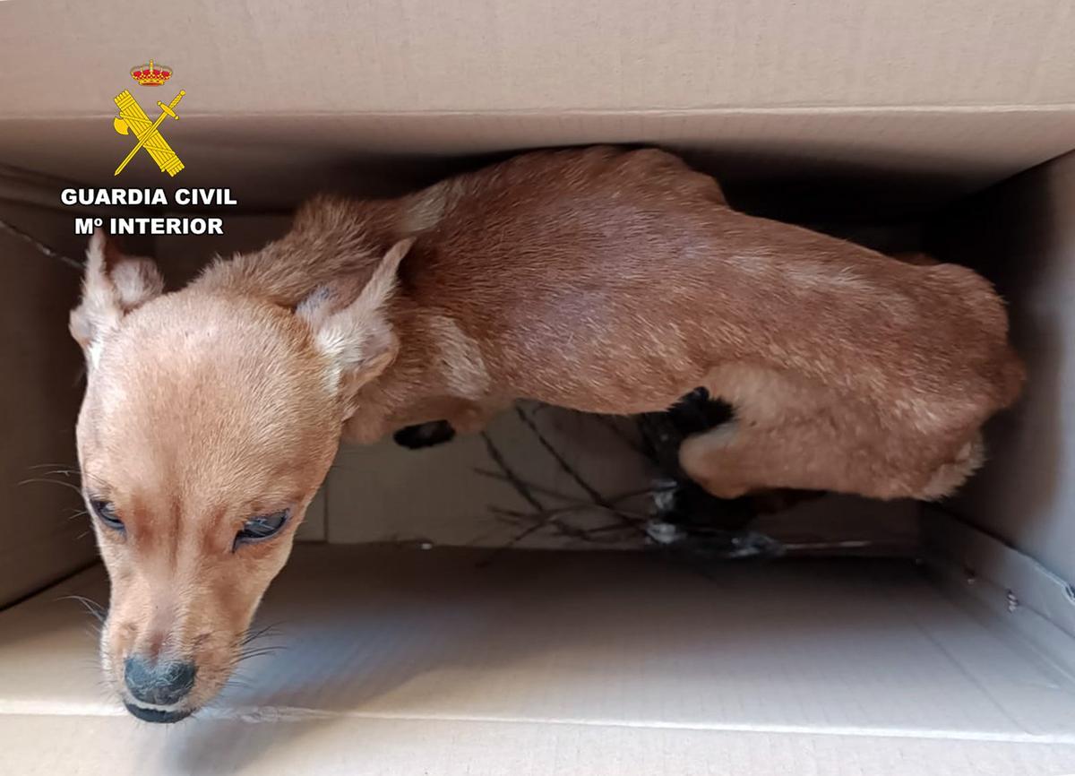 Uno de los perros presentaba una desnutrición severa