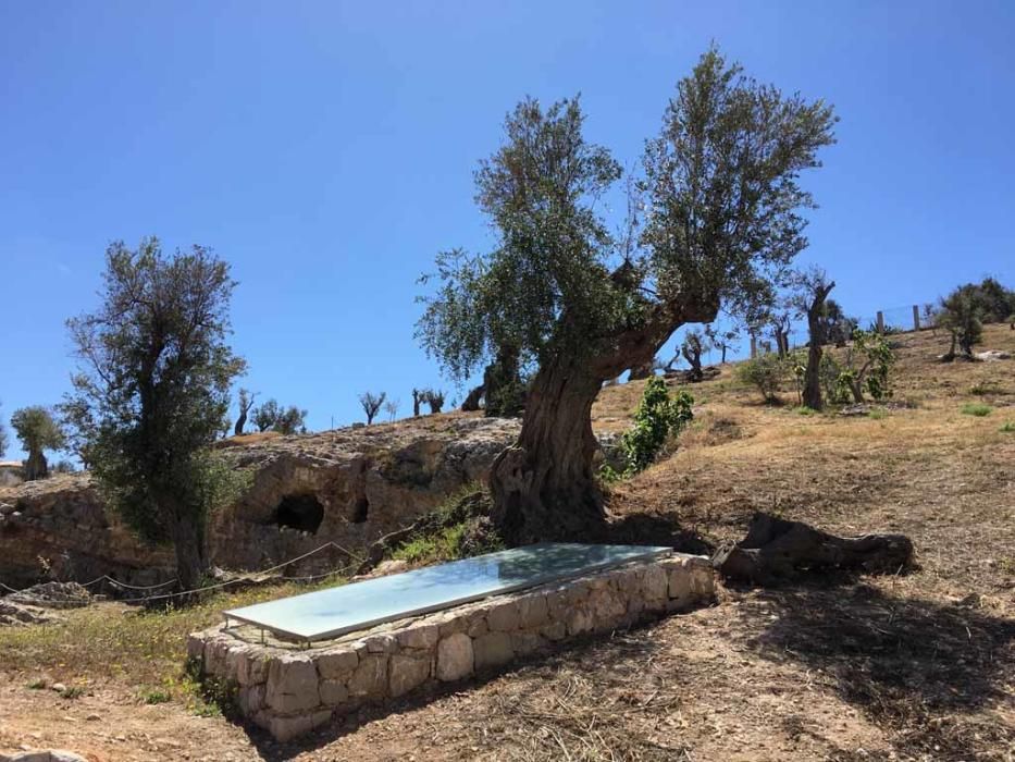 lLos olivos lucen en el recinto como no lo hacían desde hacía décadas