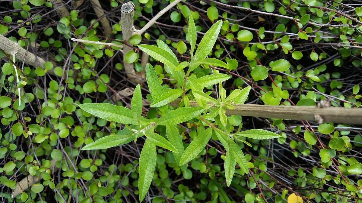 Cedrón: la planta medicinal que queda genial en cualquier rincón de casa.