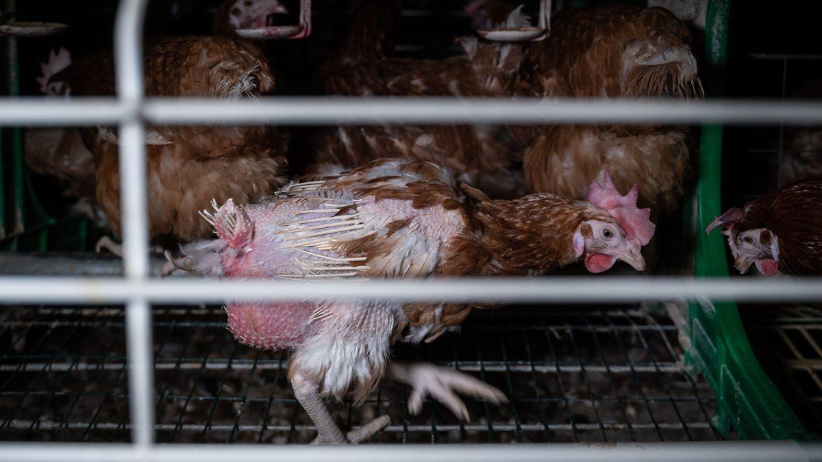 Gallinas ponedoras enjauladas en pésimas condiciones.