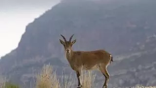 Los curiosos 'visitantes nocturnos' de Espadilla