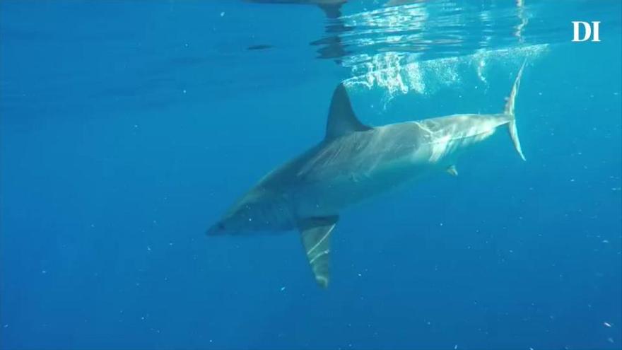 Un tiburón a 12 millas de Formentera