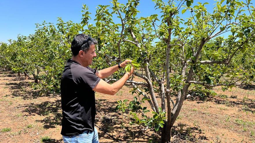Siete meses sin regar en Llombai: &quot;Es la crónica de una muerte anunciada para el campo&quot;
