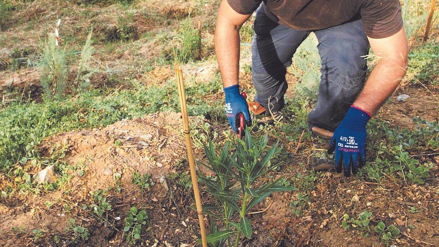 A trece árboles del reto de los 4.000 del proyecto Murcia Río