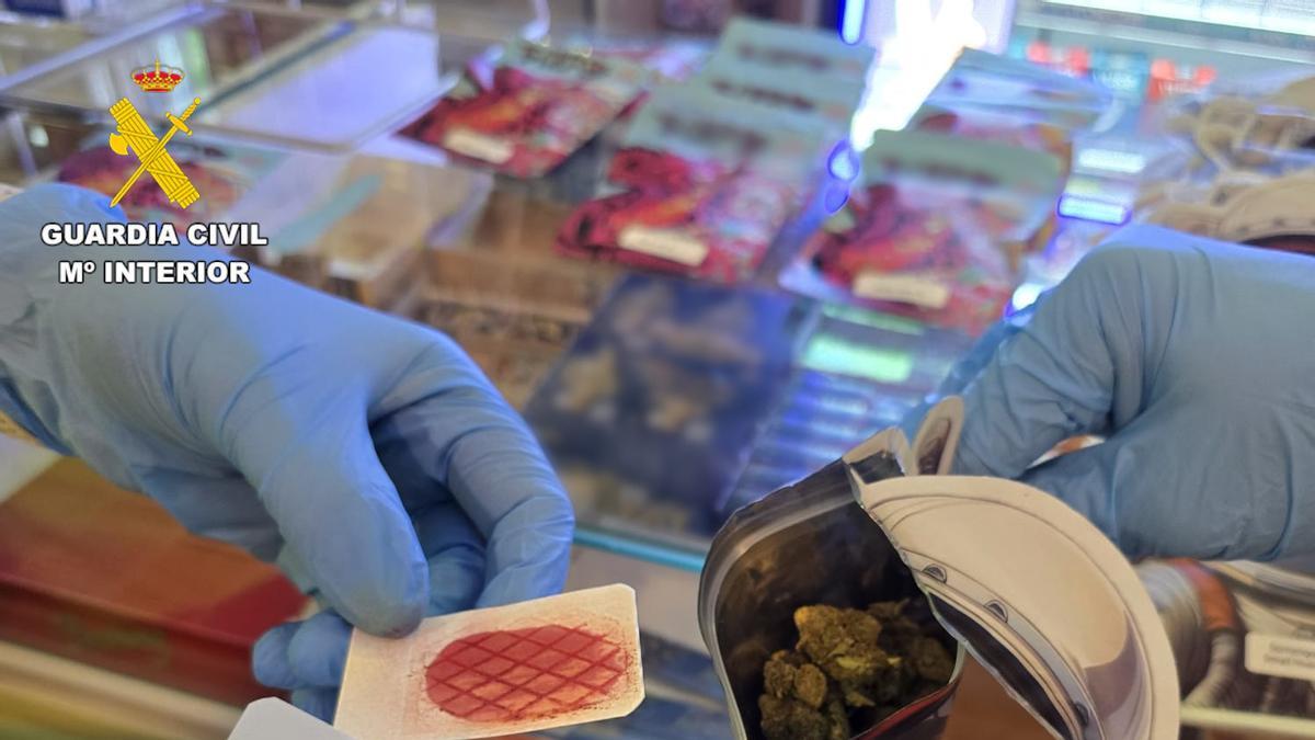 Cogollos de marihuana intervenidos por la Guardia Civl en Xirivella.
