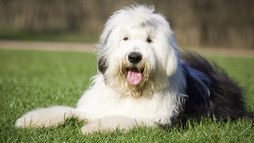 El bobtail pertenece a la familia de los perros pastores.