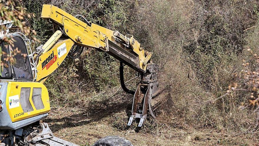 Un grup d&#039;operaris trituren arbres en una finca afectada per la xilel·la