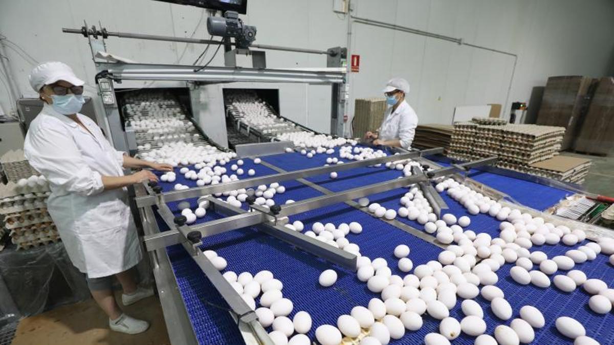 Un centro de clasificación y embalaje de huevos de la empresa Granja Bailón en La Almunia.