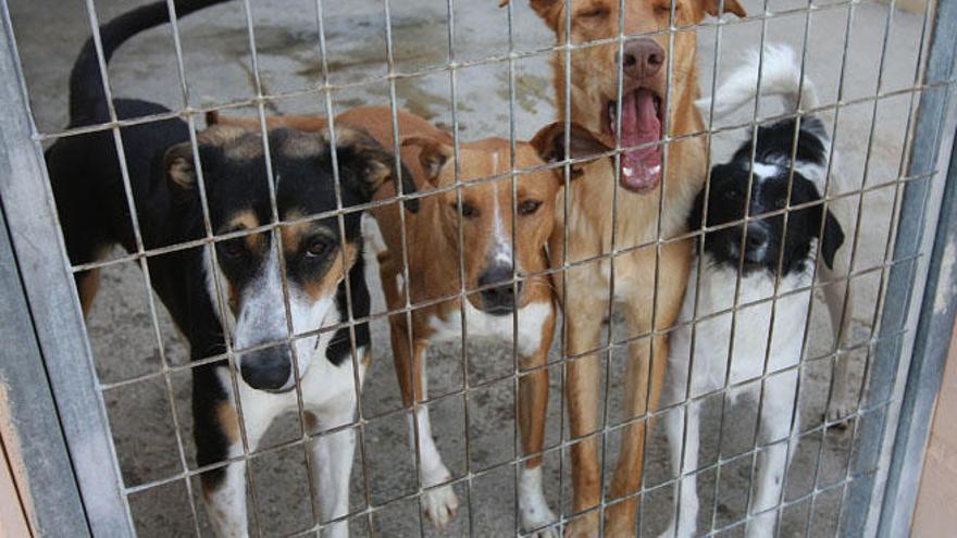 Imagen del refugio de la Protectora de Animales y Plantas de Málaga.