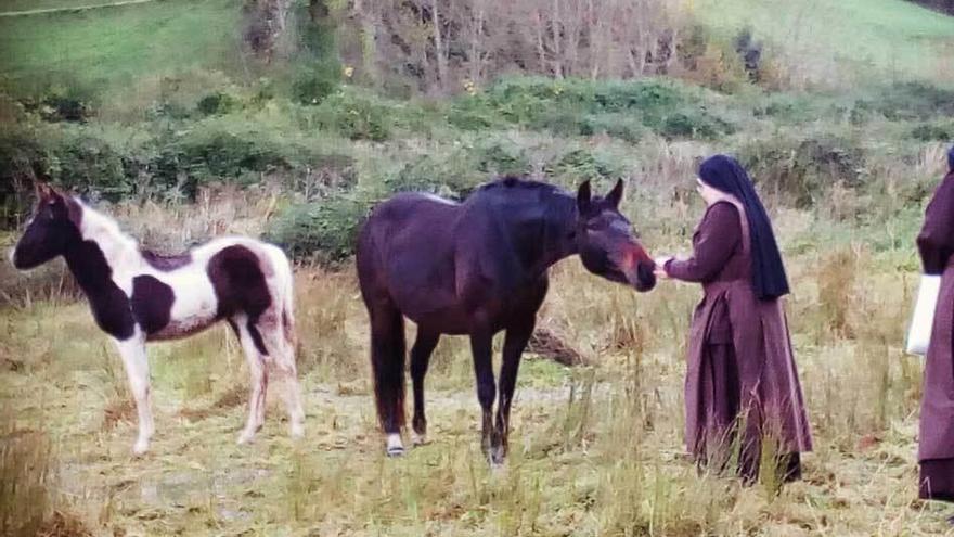 &quot;Olé&quot; y &quot;Chispa&quot;, nuevos inquilinos del monasterio de Valdediós