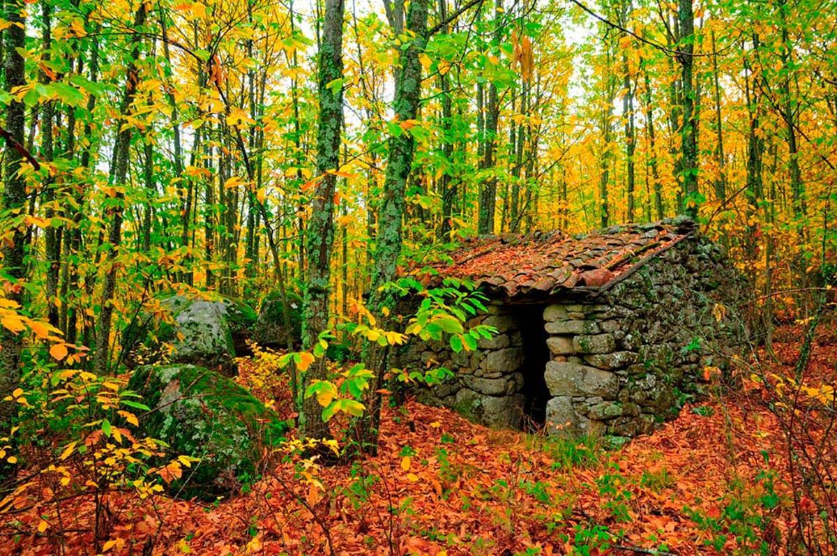 Imagen del Castañar Gallego de Hervás.