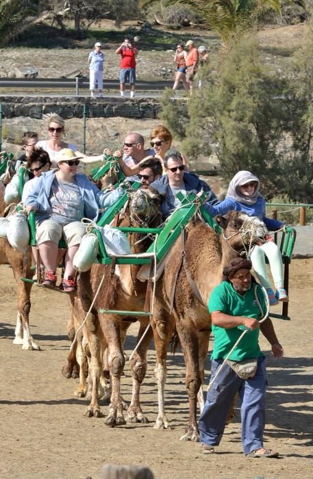 CAMELLOS DUNAS MASPALOMAS