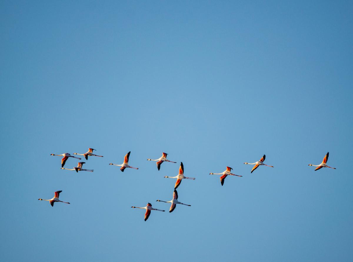 Flamencos sobre la Bahía de Cádiz