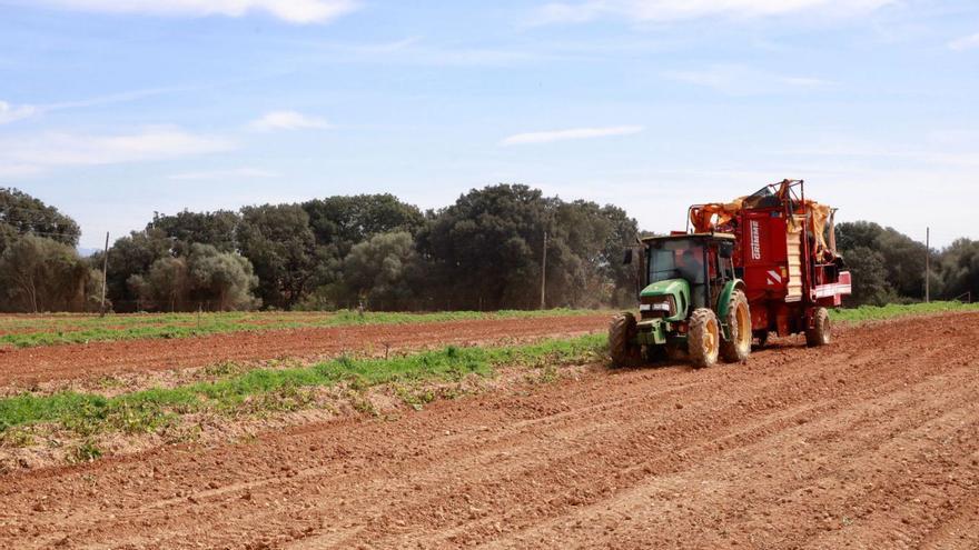 Los payeses de Mallorca producirán 31.000 toneladas de patata temprana para exportar