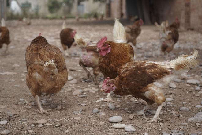 La gripe aviar impulsa al alza el precio del huevo tras sacrificar 2,7 millones de aves