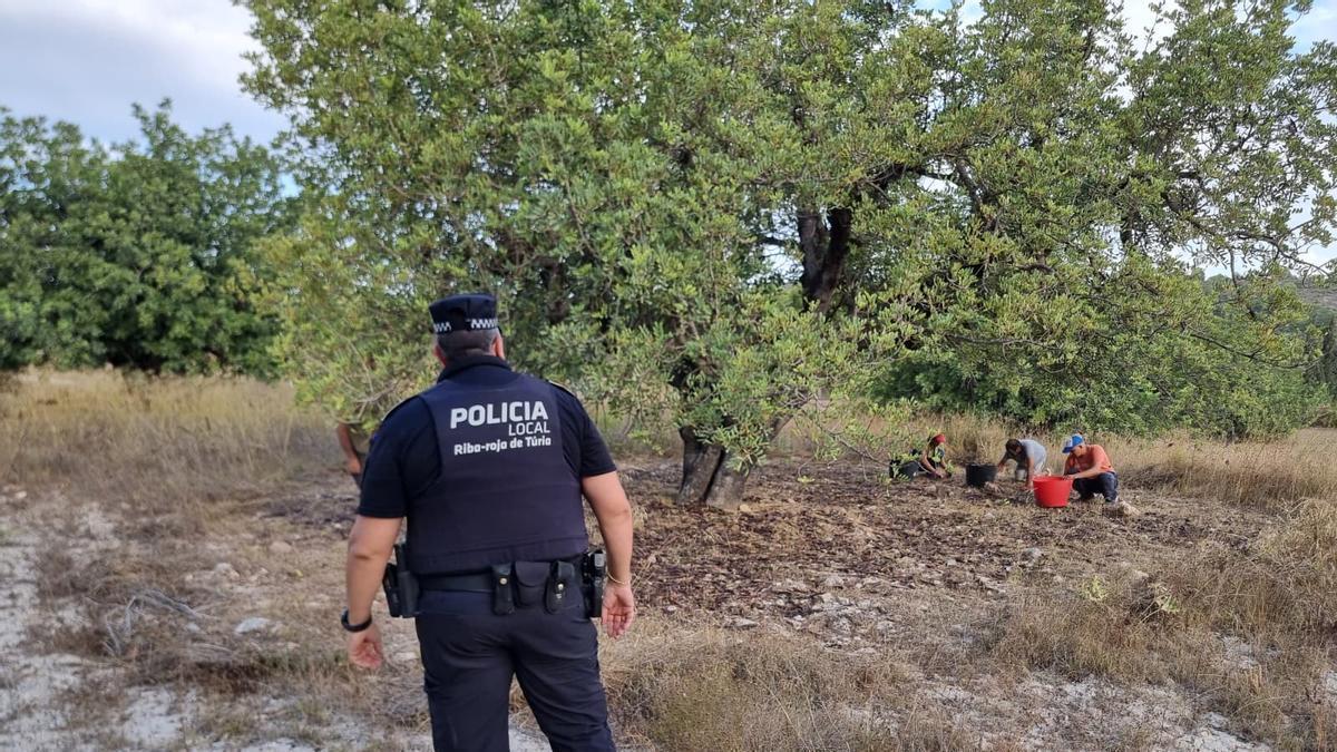 Campaña de vigilancia derobo de algarrobas.