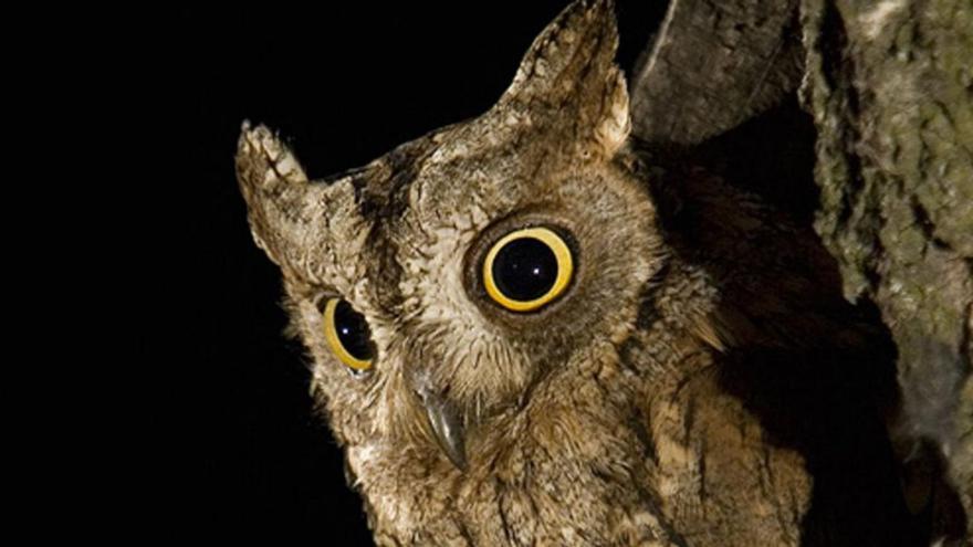 Las quejas por el ruido que hace un búho en Avilés indignan a los ornitólogos