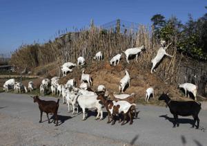 Un grupo de cabras en un camino, en una foto de archivo. 
