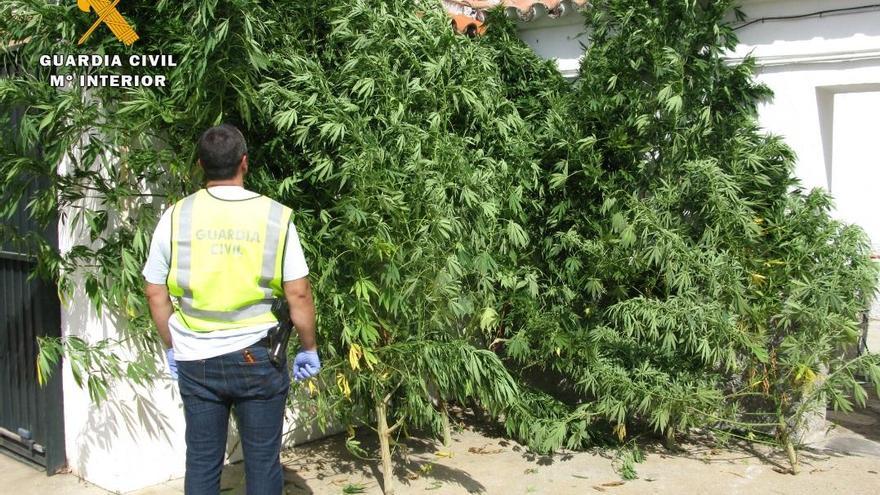 Desmantelada una plantación de marihuana en Palma del Río