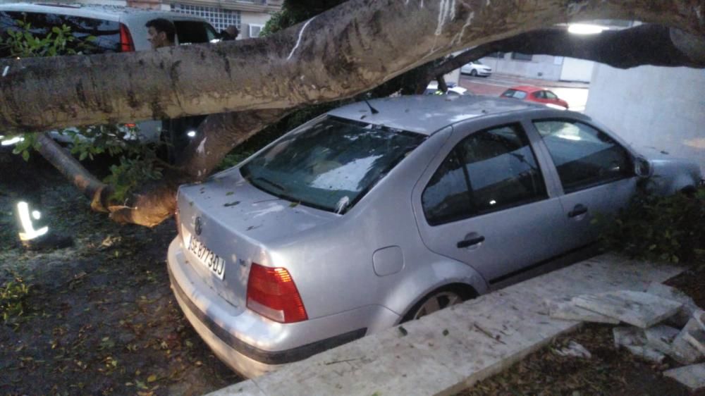 Noche intensa para los bomberos de Málaga capital, que han tenido que acudir por la caída de árboles, ramas e incluso un cable de alta tensión en La Araña.