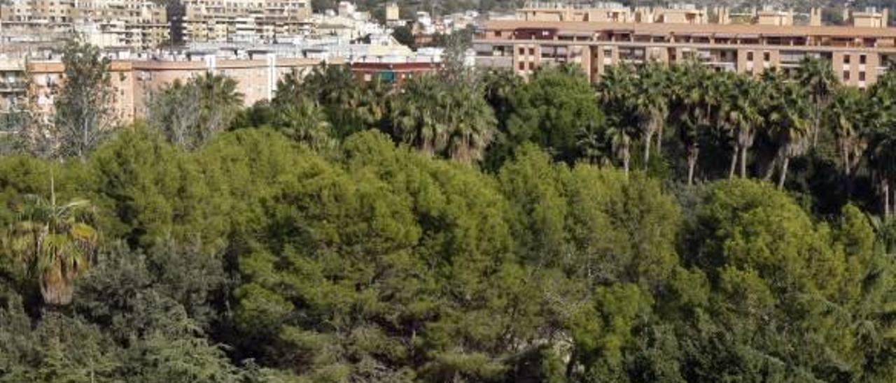 Alzira duplicará los árboles con  la plantación de 8.000 ejemplares