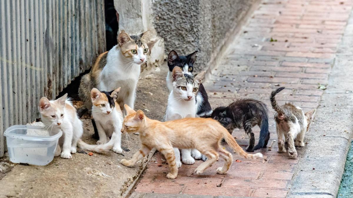 Colonia de gatos callejeros en Benidorm.
