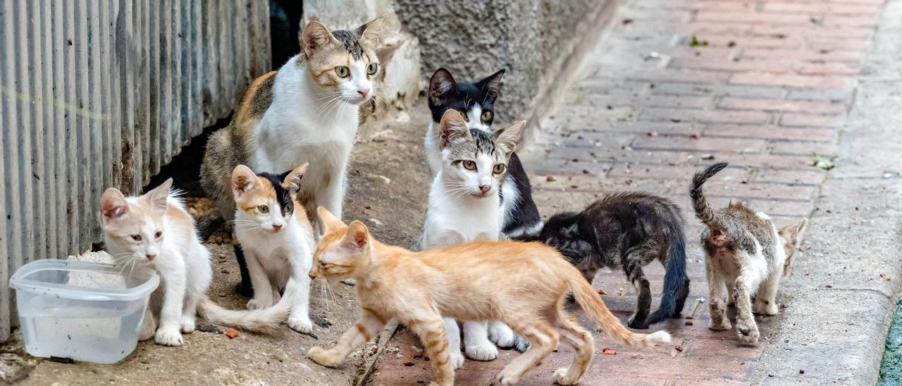 "El gato es uno de los depredadores más dañinos del mundo", alerta un estudio científico