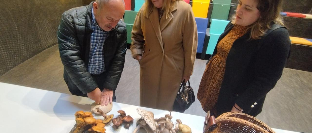 Félix García muestra un ejemplar de lepiota a la alcaldesa, Carmen Arbesú, y a la concejala de Cultura, Pamela Álvarez