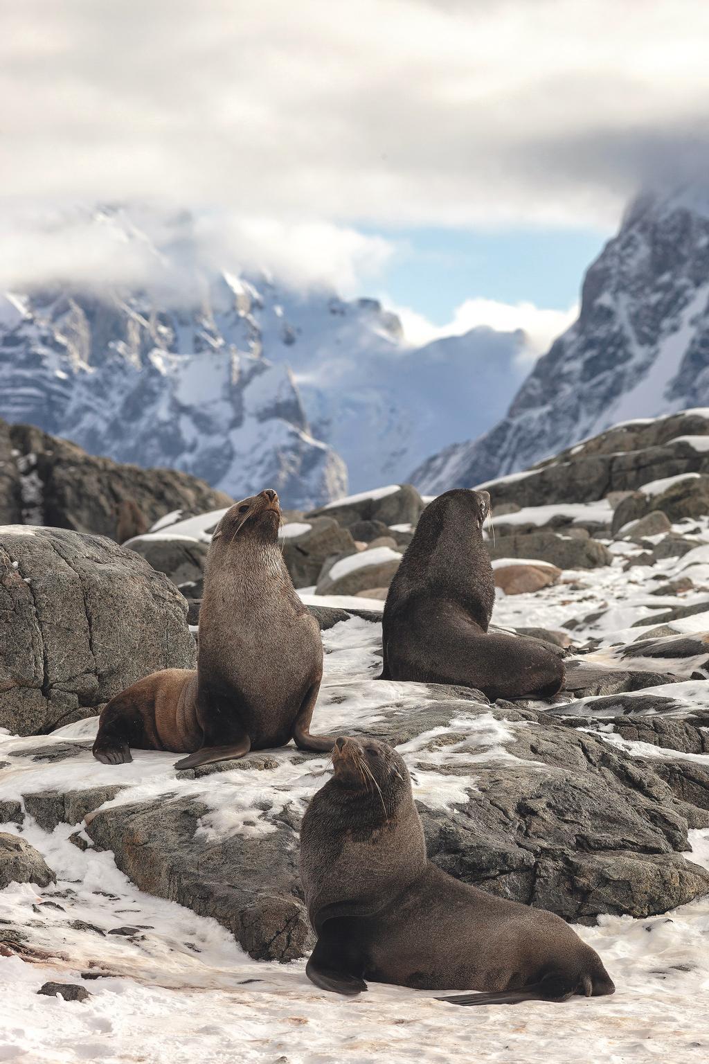 Lobos marinos en Horseshoe Island.