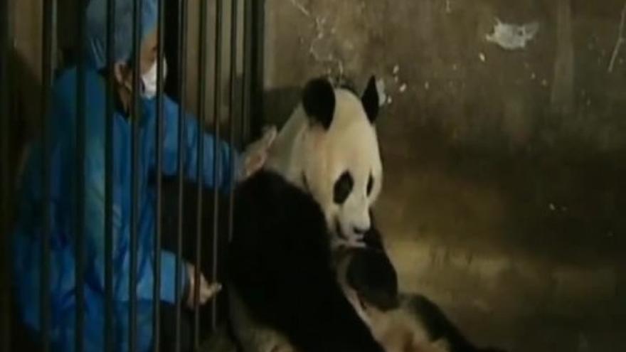 Los cuidados de una madre panda a sus mellizos