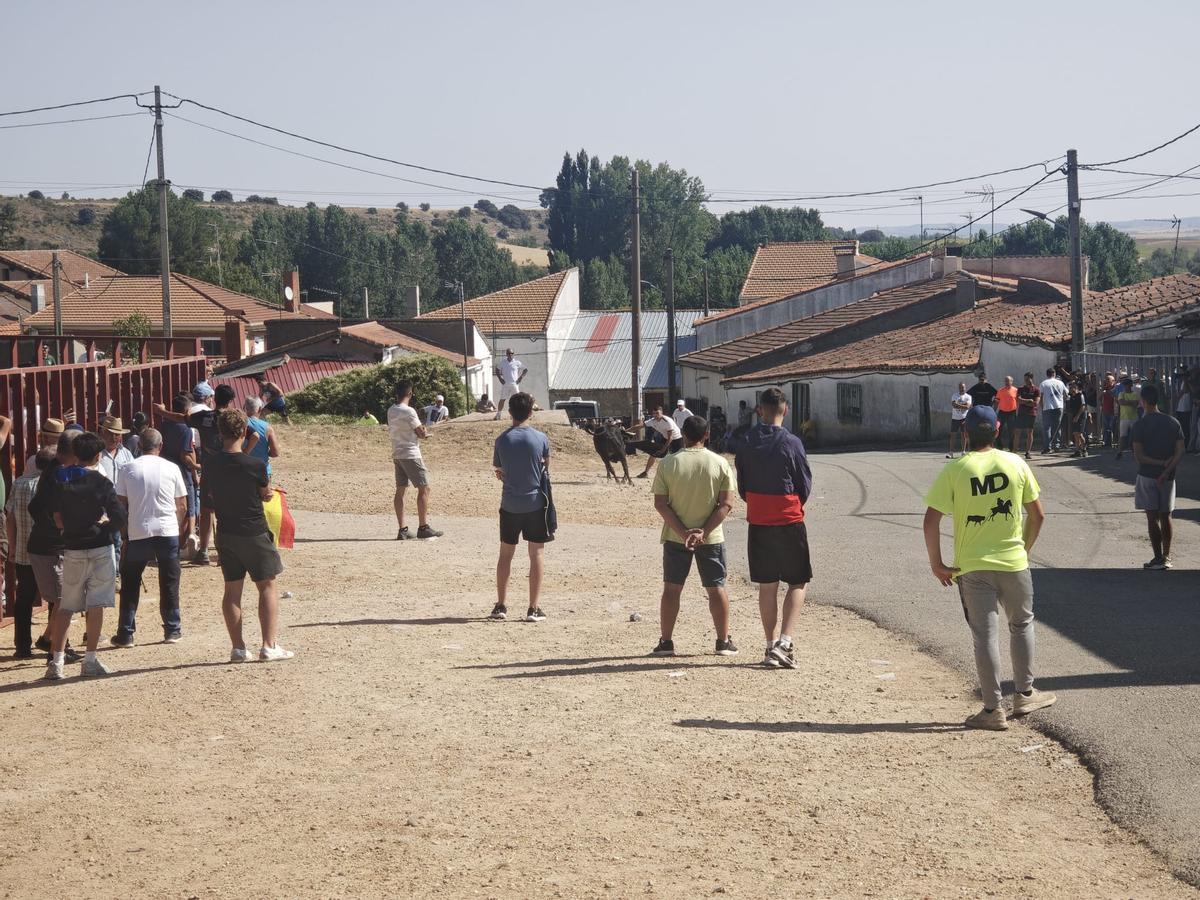 Unos toros "reservones" y unas vacas "muy bravas" ponen el broche a las fiestas de El Maderal Unos toros "reservones" y unas vacas "muy bravas" ponen el broche a las fiestas de El Maderal