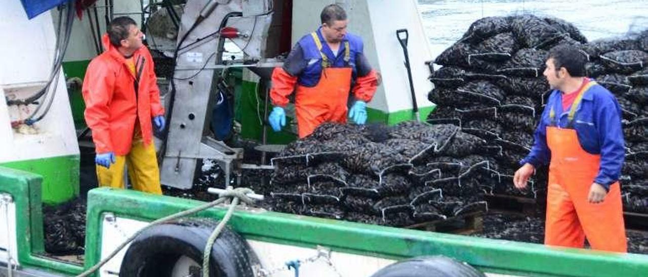 Descarga de mejillón en el muelle de Domaio. // Gonzalo Núñez